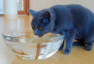 Ältere Katzen müssen stets einfachen Zugang zu frischem Trinkwasser haben.